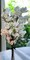 30.5" Faux Peach Blossom Bundle – 10 Artificial Stems for Vases, Floral Centerpieces & Wedding Decor-ZBB685-WH/PE